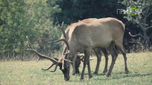 Благородный олень_5