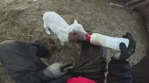 Сломал ниву ! Она меня достала ! ХУТОР В ЛЕСУ №931