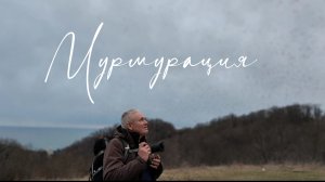 Мурмурация