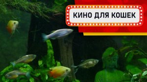 Видео для Кошек - Старый зеленый аквариум (Развлеки своего кота)