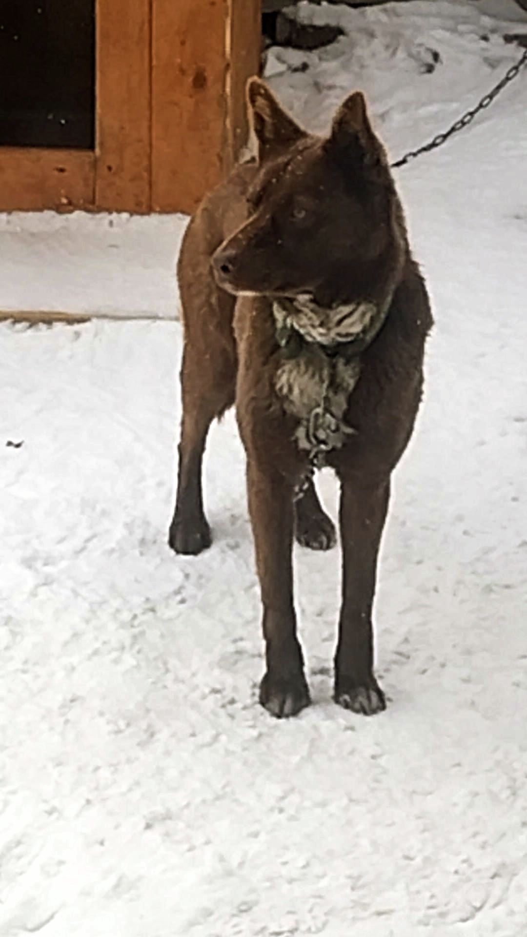 Мишка. Размышления в стиле #Стэтхэм Юмор с животными. 24-01-2026 смотреть онлайн