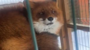 Лиса-Алиса. Сон Игниса после завтрака