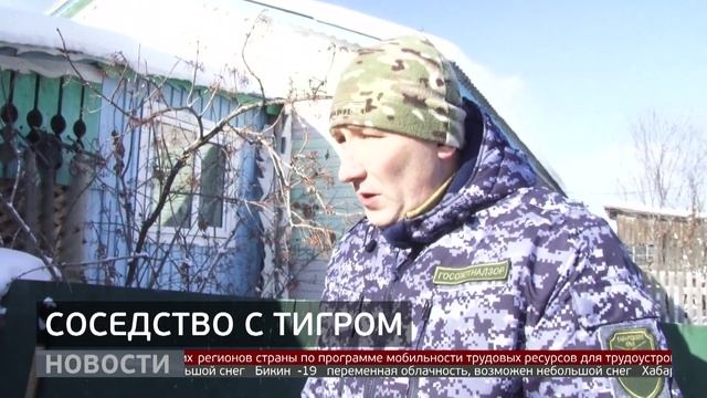 Конфликтные тигры: что делать при встрече с хищником? Новости. 23/01/2026. GuberniaTV смотреть онлайн