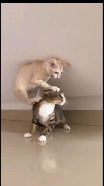 Коты и ящерица смотреть онлайн