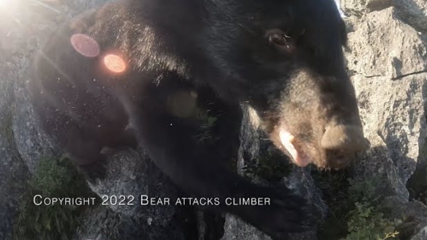 Альпинист встретился с медведем в горах. смотреть онлайн