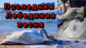 94#Анапа #зимняятрагедия #гибель птиц #море 23-01-2026  наш ТГ канал https://t.me/sibirskieanaphcane