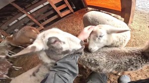 Забрал рессору для машины ! Ремонт начинается ! ХУТОР В ЛЕСУ №896