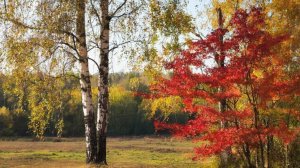 Белая берёза, алый клён.