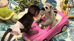 Николь уже МЕСЯЦ! Мы не пожалели не минуты, что решились ее взять❤️