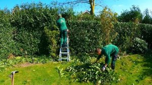 ОЧЕНЬ ТОЛСТЫЕ ВЕТКИ, Я ПОГНУЛ НОЖИ ТРИММЕРА, обрезая РАЗРОСШУЮСЯ изгородь из лавра