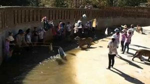 Путешествие. Таиланд. тигрята . тигродразнилка