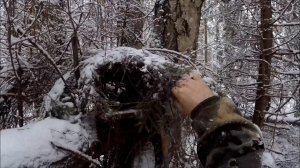 Охота на куницу. По-быстрому обошел один короткий путик(Будни охотника и рыбака)