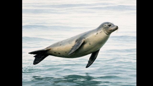 кто хочет попасть в Тир-лист? Правила в видео. смотреть онлайн