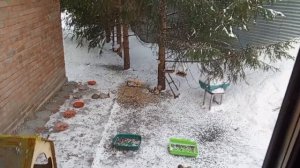 дикий зоопарк за окном