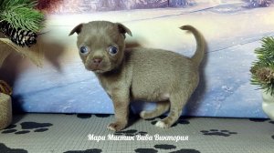 #щенки_МИКРО_и_МИНИ_чихуахуа #ЦЕНЫ от 80 тр #купить_щенка_чихуахуа_продаю +79215950848