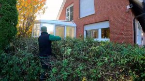 ПРИЕХАЛ стричь изгородь из тиса, а ПРИШЛОСЬ обрезать Рододендрон.