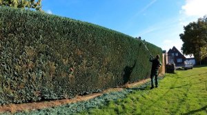 Я чуть не НАСТУПИЛ на ОСИНОЕ ГНЕЗДО во время обрезки изгороди из туи