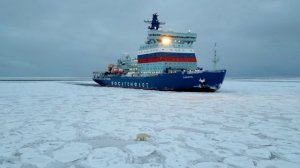 Встреча белого медведя с атомным ледоколом "Сибирь" в Карском море