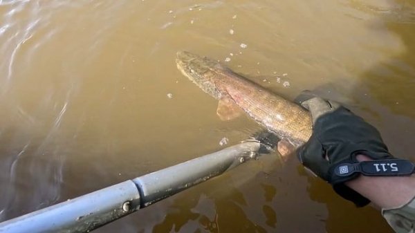 🔺️🎣ПОКА🎣🔺️fishing#туризм#природа#ловля#рыбалка#щука#ловлящуки#ночевка#Чулым#река#спиннинг