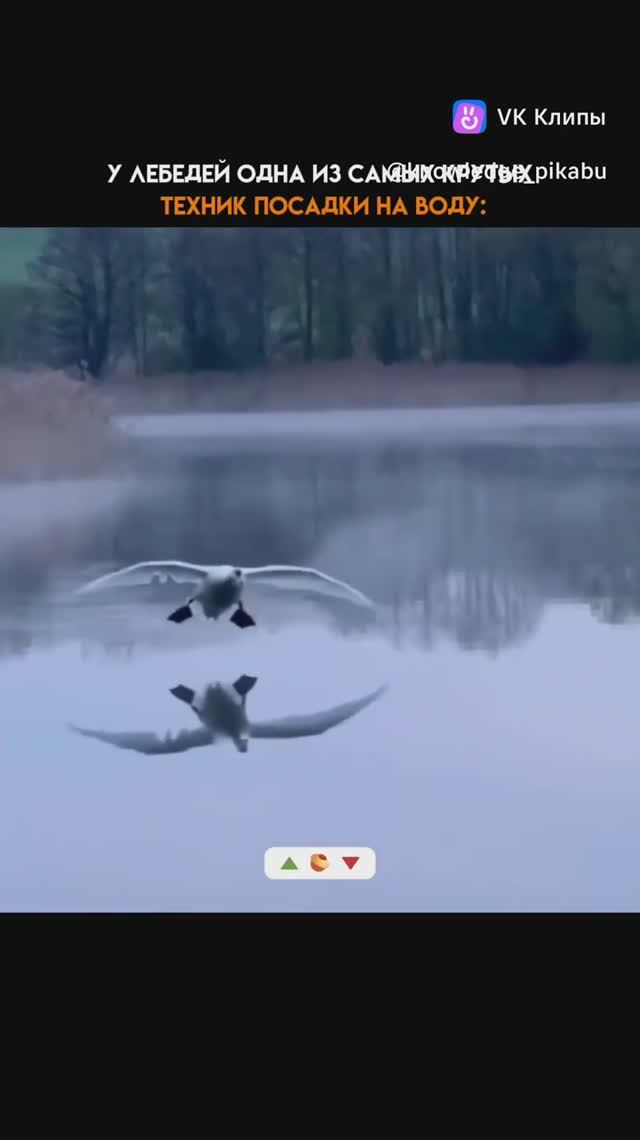 Посадка лебедя на воду смотреть онлайн
