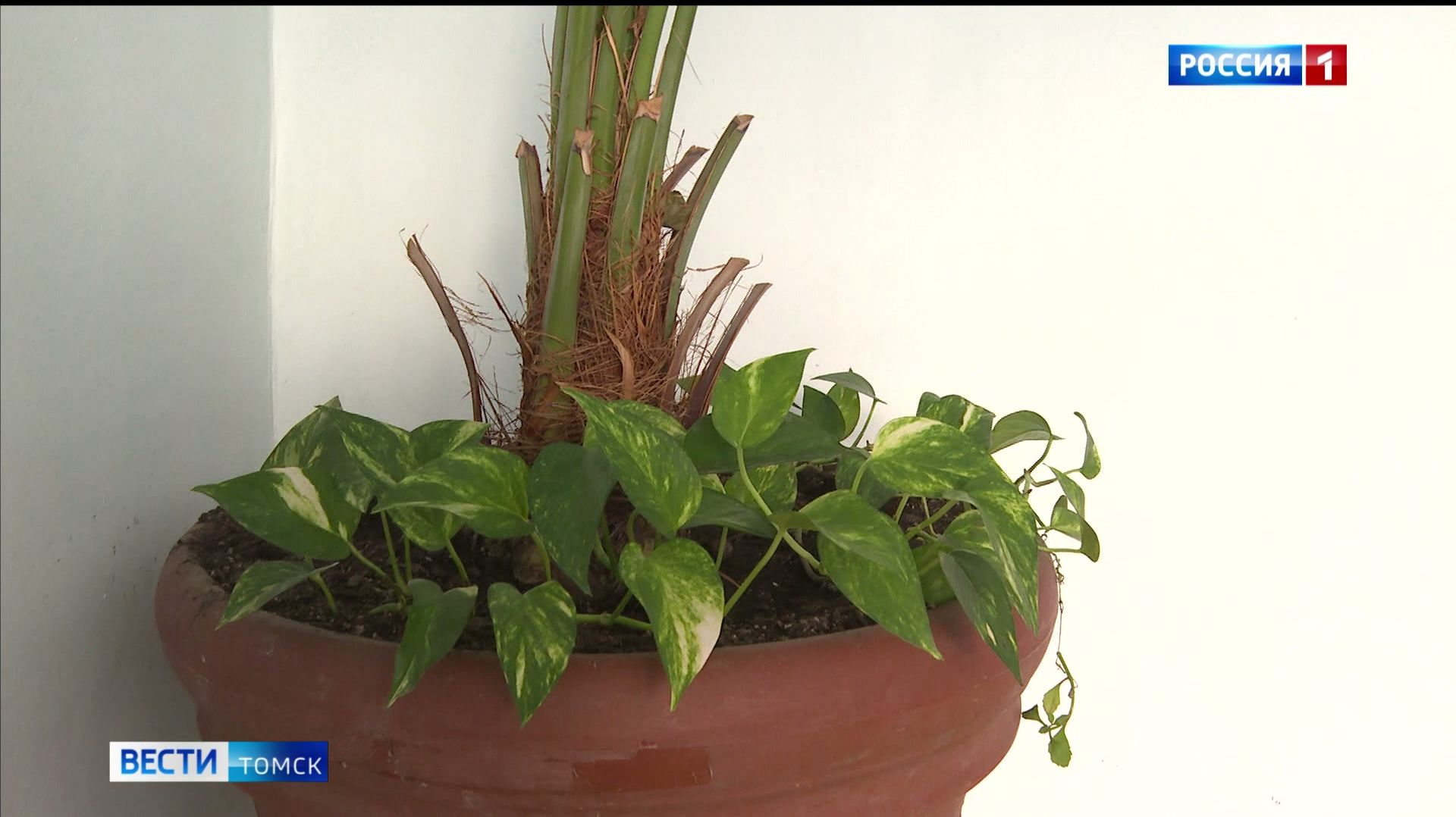 Вести-Томск, выпуск от 23.01.2026 11:30 смотреть онлайн