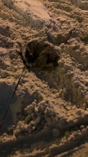 Будни Бетти.