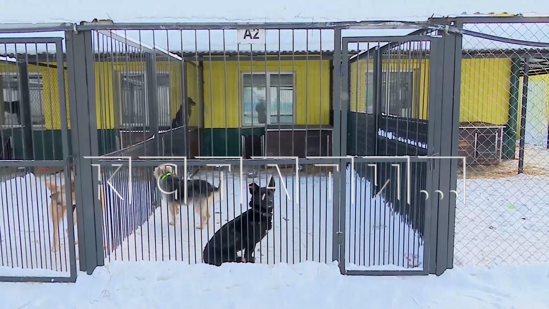 Мэр Нижнего Новгорода посетил городской приют для животных смотреть онлайн