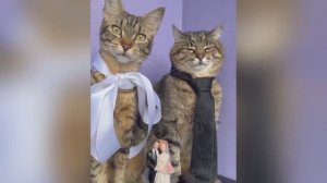 Котята и коты!🙀 Видео смешных котов и котят😻 для хорошего настроения!