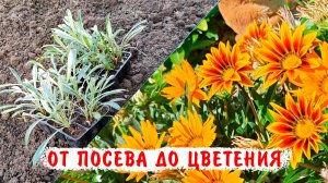 От посева до цветения. Выращивание гацании с пикировкой из семян