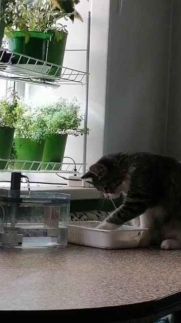 🐈Как это устроено?! Азы ботаники смотреть онлайн