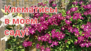 Клематисы.Сезон 2025г.Часть 3.