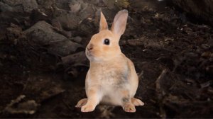 Листопадничек.   Иван Соколов-Микитов