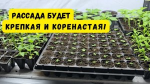 Дешёвые и эффективные лампы для выращивания рассады в комнате!