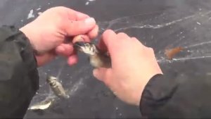 Проверяю сети на кольях, в загубинке у заливной луды!Идущий по воде!