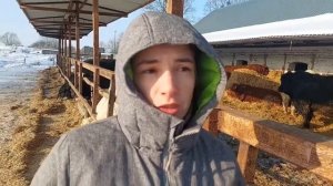 Продажа племенных быков абердинов, лимузинов и шароле