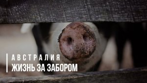 АВСТРАЛИЯ.  ЖИЗНЬ ЗА ЗАБОРОМ