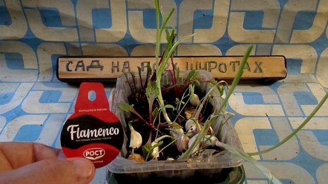 ЭКСПЕРЕМЕНТ ПО ВЫРАЩИВАНИЮ РАССАДЫ смотреть онлайн