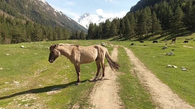 Пугливый конь смотреть онлайн