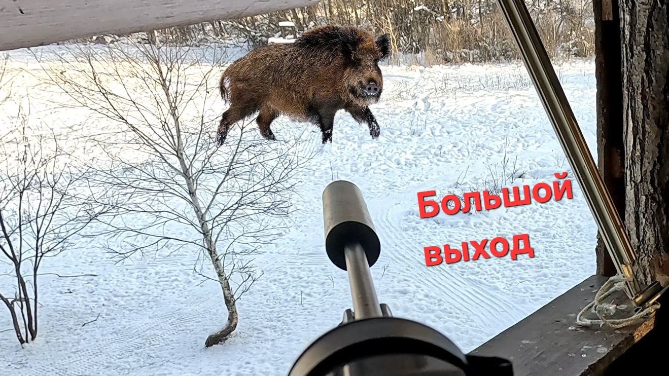 Охота на кабана. Подход 10 м смотреть онлайн