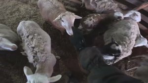 Он больной и это плохо... Новые тормоза на Ниву ! ХУТОР В ЛЕСУ №932