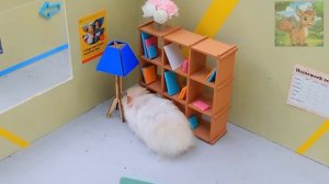 Маленький хомячок наказывает своего безответственного отца! Беременность – это тяжело!