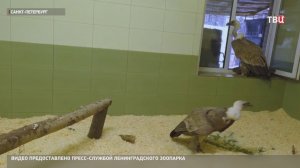 Белоголовые сипы привыкают к новой жизни в Ленинградском зоопарке