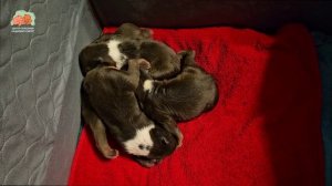 Медвежья малышня обустраивается на тихий час… 😴😴😴