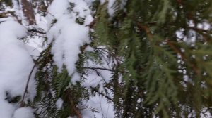 Творческая мастерская чтеца.