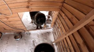 Животных нет ! Борьба со снегом ! ХУТОР В ЛЕСУ №946