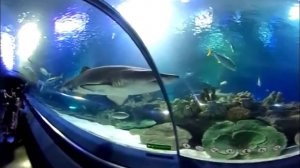 Панорамное видео. Путешествие. Aquarium Kuala Lumpur. 360 video. Аквариум Куала Лумпура.