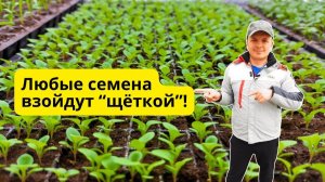 Семена любых растений прорастут очень быстро- три главных подсказки!