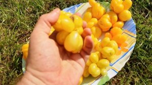 pomidom.ru Для сока лучшие. Новинка 2026 Помидоры Первый Фила