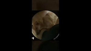 Новые лютые приколы из ТИК-ТОК #110