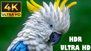 НЕПЕРЕВЗОЙДЕННАЯ КРАСОТА 4К ВИДЕО